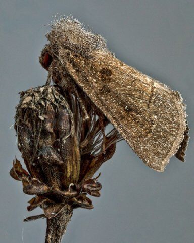 blazing star borer moth.jpg
