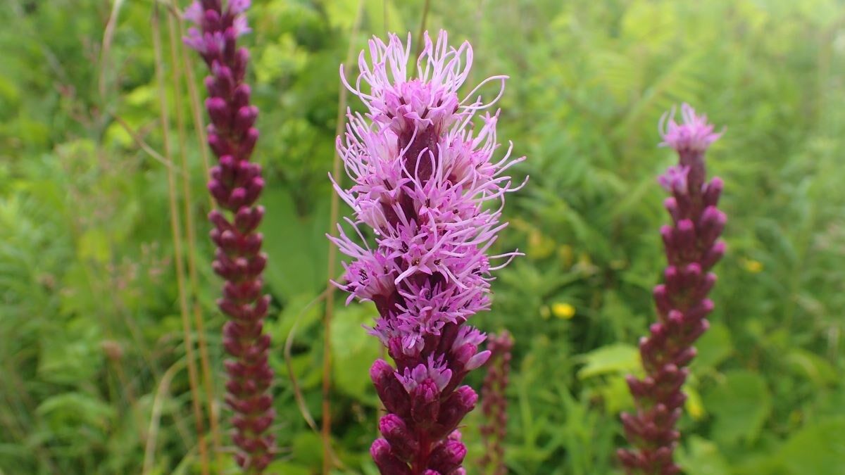 Rough Blazing Star.jpg