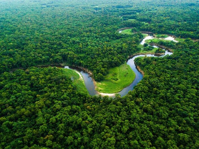 Rainforest .jpg