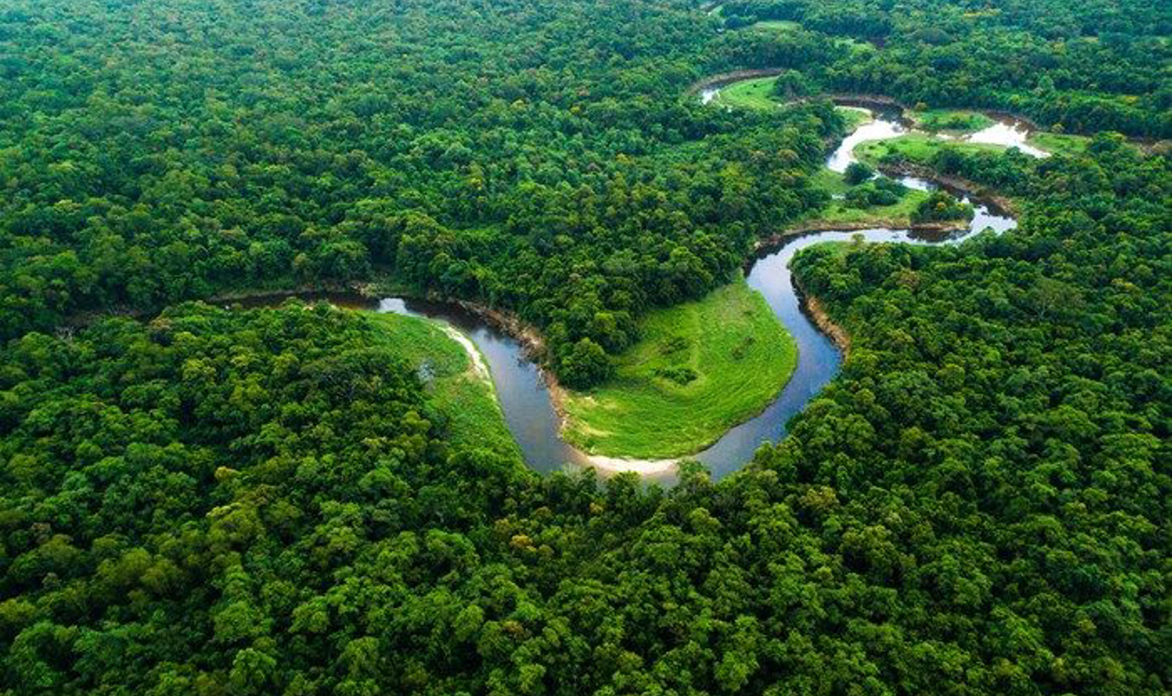 Rainforest .jpg